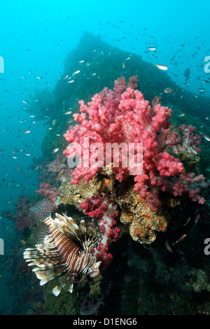 Korallen und Feuerfische auf ein Wrack aus dem zweiten Weltkrieg, Indischer Ozean, Oman Stockfoto