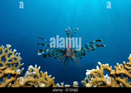 Roten Rotfeuerfisch (Pterois Volitans) über Feuer Korallen, in der Nähe von Marsa Alam, Ägypten, Rotes Meer, unter Wasser geschossen Stockfoto