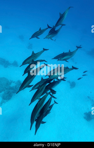 Gruppe der Spinner-Delfine (Stenella Longirostris), Ras, Marsa Alam, Ägypten, Rotes Meer, unter Wasser geschossen Stockfoto