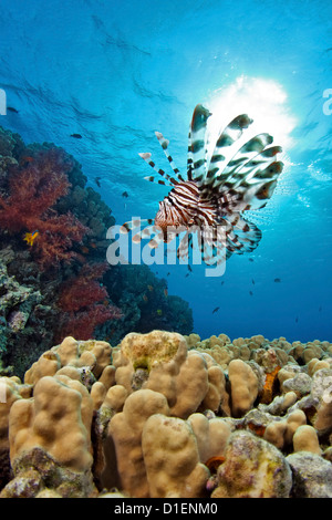 Roten Rotfeuerfisch (Pterois Volitans) über harten Korallen, in der Nähe von Aqaba, Jordanien, Rotes Meer, unter Wasser geschossen Stockfoto