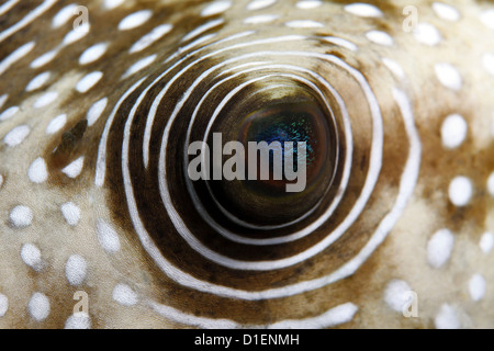 Auge von einem weiß gefleckten Kugelfisch Fisch, Arothron Hispidus, in der Nähe von Marsa Alam, Ägypten, Rotes Meer, unter Wasser geschossen Stockfoto