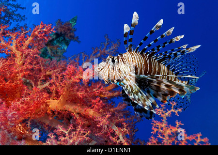Roten Rotfeuerfisch (Pterois Volitans) über Weichkorallen, Eilat, Israel, Rotes Meer, Unterwasser Schuss Stockfoto