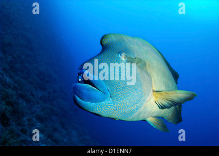 Napoleon-Lippfisch (Cheilinus Undulatus), Brother Islands, Ägypten, Rotes Meer, unter Wasser geschossen Stockfoto