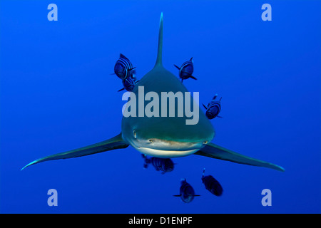 Ozeanische Weißspitzen Hai (Carcharhinus Longimanus) Pilot Fisch (Naucrates Komple-) Bruder Inseln Ägypten Rotes Meer unter Wasser geschossen Stockfoto