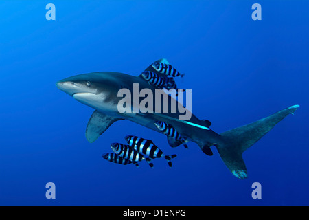 Ozeanische Weißspitzen Hai (Carcharhinus Longimanus) Pilot Fisch (Naucrates Komple-) Bruder Inseln Ägypten Rotes Meer unter Wasser geschossen Stockfoto