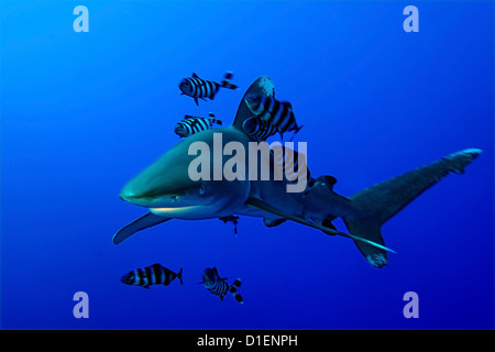 Ozeanische Weißspitzen Hai (Carcharhinus Longimanus) Pilot Fisch (Naucrates Komple-) Bruder Inseln Ägypten Rotes Meer unter Wasser geschossen Stockfoto