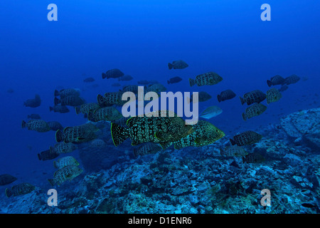 Schule des Leders Bass (Dermatolepis Dermatolepis), Malpelo Insel, Columbia, Pazifischen Ozean, unter Wasser geschossen Stockfoto