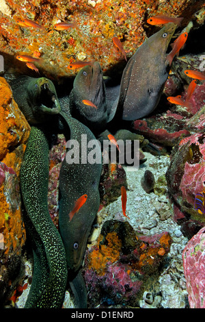 Gelb umrandeten Muränen (Gymnothorax Flavimarginatus), Malpelo Insel, Columbia, Pazifischen Ozean, unter Wasser geschossen Stockfoto