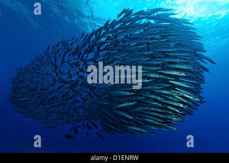 Schule von Pelikan Barrakudas (größten Idiastes), Malpelo Insel, Columbia, Pazifischen Ozean, unter Wasser geschossen Stockfoto