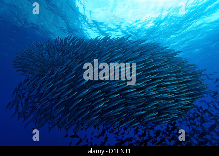 Schule von Pelikan Barrakudas (größten Idiastes), Malpelo Insel, Columbia, Pazifischen Ozean, unter Wasser geschossen Stockfoto