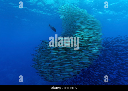 Pelikan Barrakudas (größten Idiastes) Jagd Bigeye Makrelen (Caranx Sexfasciatus) Malpelo Insel Columbia Pacific Ocean Stockfoto