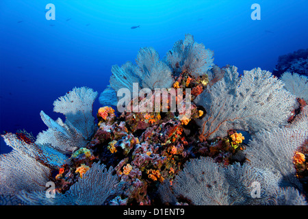 Gorgonien Korallen, Malpelo Insel, Columbia, Pazifik, Unterwasser Schuss Stockfoto