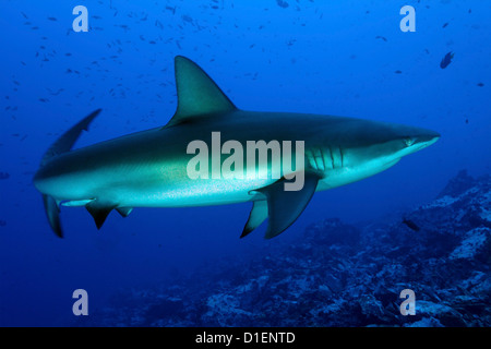 Galapagos Hai (Carcharhinus Galapagensis), Malpelo Insel, Columbia, Pazifischen Ozean, unter Wasser geschossen Stockfoto