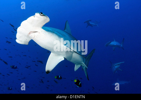 Überbackene Hammerhai Hai (Sphyrna lewinii) Passer Kaiserfisch (Holacanthus Passer) Malpelo Insel Columbia Pacific Ocean Stockfoto