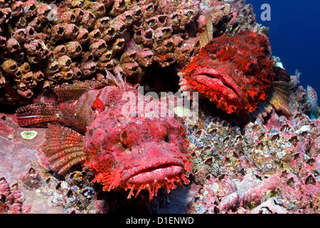 Zwei Pacific Spotted Drachenköpfe (Scorpaena Mystes), Malpelo Insel, Columbia, Pazifik, unter Wasser geschossen Stockfoto