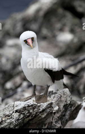 Maskierte Sprengfallen (Sula Dactylatra) in Malpelo Insel, Columbia Stockfoto