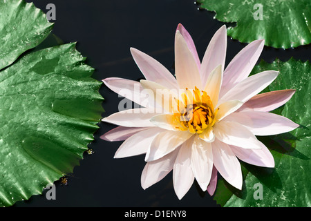 Eine weiße Seerose und Blätter in einem Teich, selektiven Fokus auf die Blütenmitte Stockfoto