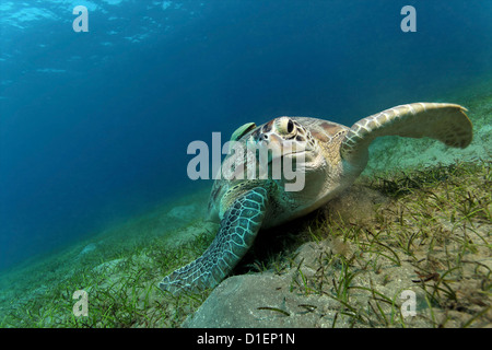 Unechten Karettschildkröte (Caretta Caretta) mit einer live Sharksucker (Echeneis Naucrates), Rotes Meer, Ägypten, unter Wasser geschossen Stockfoto