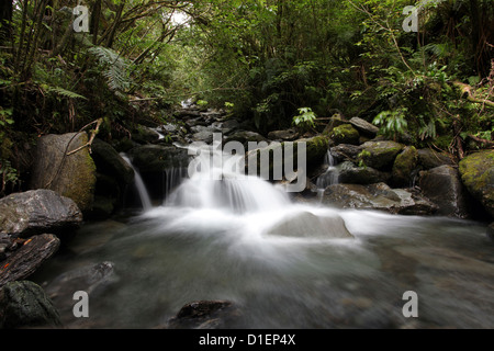 Fluss mit Steinen im Regenwald in der Nähe von Fox Glacier und Franz Josef Glacier, Südinsel, Neuseeland Stockfoto