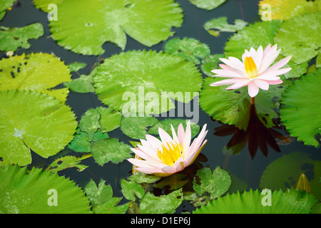 Rosa Seerosen und Blätter in einem Teich, selektiven Fokus auf vorderen Blume Stockfoto