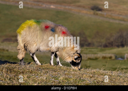 Zucht Schafe  Swaledale Schafe Herde   Nahaufnahme Schafherde in Hawes, Cumbria, UK Stockfoto