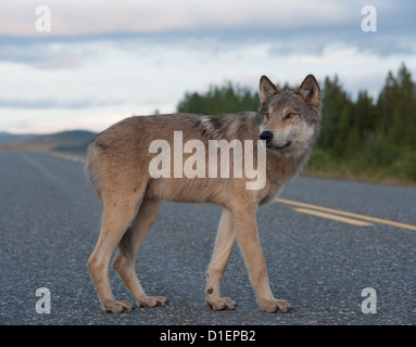 Junge Wilde Graue Wölfin im Norden Kanadas Stockfoto