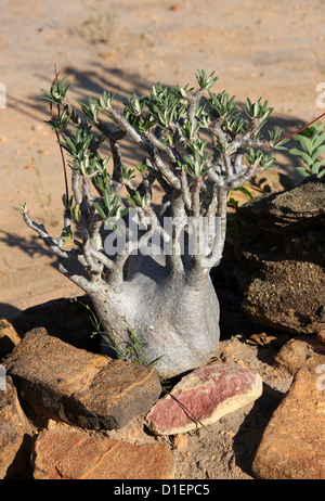 Der Elefantenfuß Pflanze, Pachypodium Rosulatum var. Gracilis, Lobelia. Ranohira, Isalo Nationalpark, Madagaskar, Afrika. Stockfoto