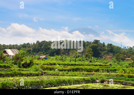 Vulkan Agung unter Wolken und Reisfelder, Bali, Indonesien Stockfoto