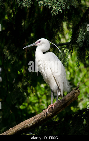 Seidenreiher (Egretta Garzetta) auf einem Ast Stockfoto