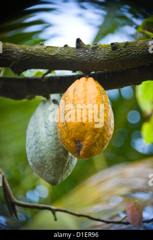 Vertikale Nahaufnahme von Kakaobohnen hängend ein Kakaobaum (Theobroma Cacao) Stockfoto