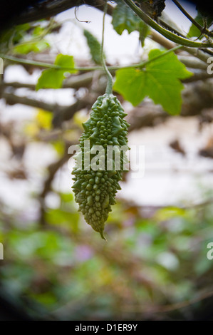 Vertikale Nahaufnahme von Bittermelone, Bittermelone oder bitterer Kürbis (Momordica Charantia) hängen von einer Rebe in Indien Stockfoto