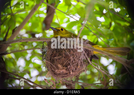 Horizontale Nahaufnahme von einer weiblichen gelb-browed Bulbul sitzt auf ihrem Nest hoch oben in einem Baum. Stockfoto