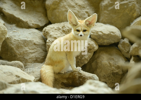 Fennec Fuchs im Augsburger Zoo, Bayern, Deutschland Stockfoto