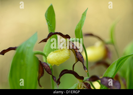 Frauenschuh Orchidee Cypripedium Calceolus, Nahaufnahme Stockfoto