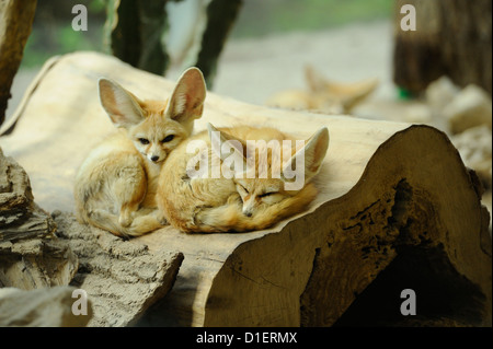 Zwei Fennec Füchse im Augsburger Zoo, Bavaria, Germany Stockfoto