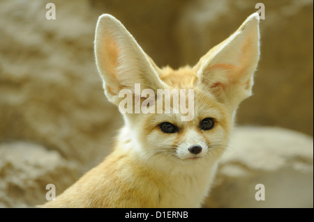 Fennec Fuchs im Augsburger Zoo, Bayern, Deutschland Stockfoto