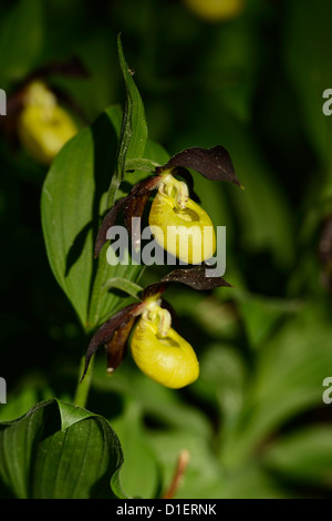Frauenschuh Orchidee Cypripedium Calceolus, Nahaufnahme Stockfoto