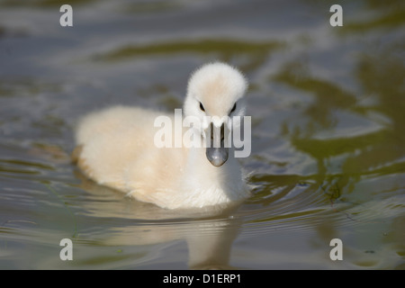 Küken der Höckerschwan (Cygnus Olor) schwimmt auf Wasser Stockfoto