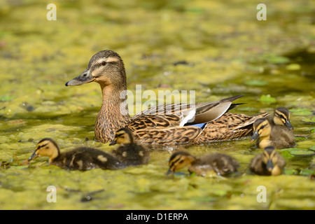 Stockenten-Küken mit Mutter (Anas Platyrhynchos) schwimmt auf Wasser Stockfoto