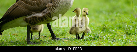 Kanada-Gans Küken mit Mutter (Branta Canadensis) auf Wiese Stockfoto