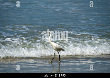 Horizontale hautnah ein wenig Reiher Vogel stalking Fische im seichten Wasser am Strand von Varkala, Kerala. Stockfoto