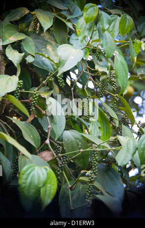 Vertikale Nahaufnahme einer Weinrebe schwarzer Pfeffer (Piper Nigrum) mit viel grünem Pfeffer Frucht von ihm zu hängen. Stockfoto