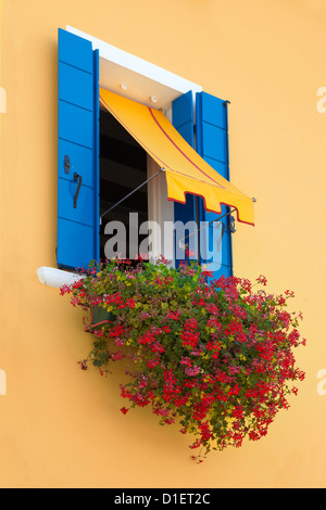 Fenster mit blauen Verschluss und rote Blüten, Burano Insel in der Nähe von Venedig, Italien Stockfoto