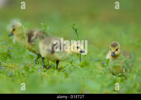 Kanada-Gans Küken (Branta Canadensis) auf Wiese Stockfoto