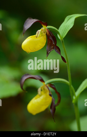 Frauenschuh Orchidee Cypripedium Calceolus, Nahaufnahme Stockfoto