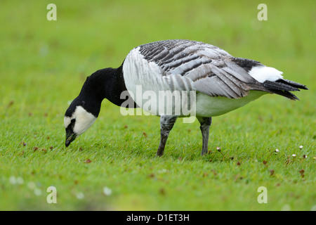 Weißwangengans (Branta Leucopsis) auf Wiese Stockfoto