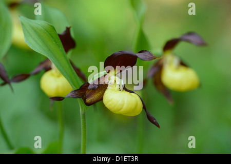 Frauenschuh Orchidee Cypripedium Calceolus, Nahaufnahme Stockfoto