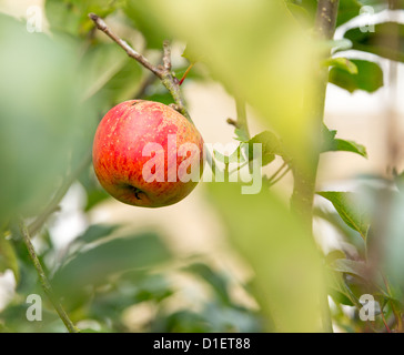 Einzelner roter Apfel zeichnet sich unter unscharf oder flachen Fokus Blätter des Baumes Stockfoto