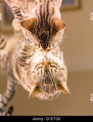 Orange und braun Bengal Kitten Katze Reflexion im Spiegel zu betrachten Stockfoto