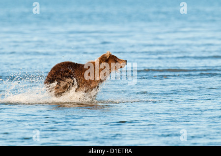 Brauner Bär jagen Lachs; Lake Clark National Park, AK Stockfoto